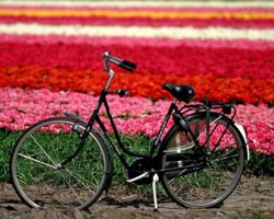 tulipani homeuna-bicicletta-davanti-a-un-campo-di-tulipani
