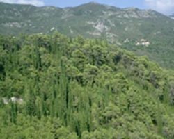 opodo home montenegro verde debelj-5933392