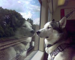 cuccioli cane-in-treno