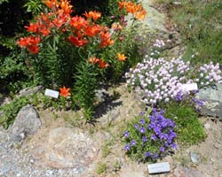 gran paradiso giardino-botanico-alpino
