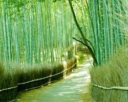 giappone Sagano Bamboo Forest
