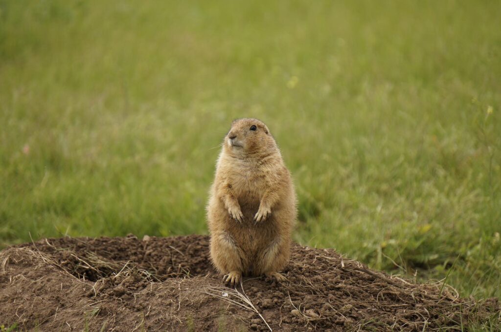 North Dakota fauna selvaggia